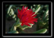 Mittagsblume