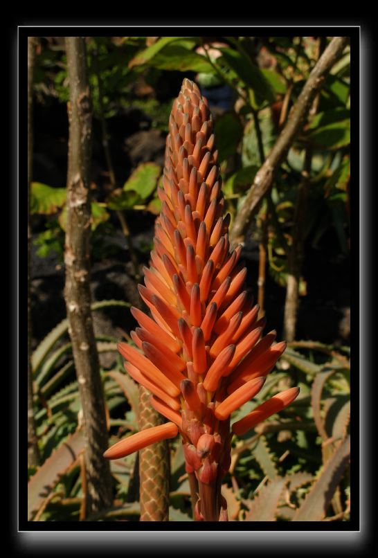 P1021423