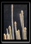P1021426